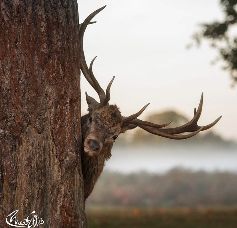 Peek a Boo!, max ellis, tree, cerb, brown, funny, horns, deer, animal, HD wallpaper