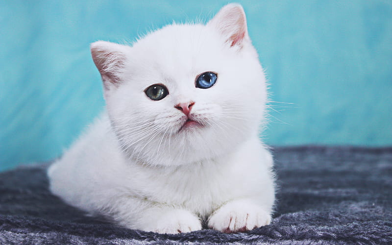 White British Shorthair Cat kitten, cat with heterochromia, cute animals, bokeh, pets, cats, white kitten, British Shorthair, domestic cat, British Shorthair Cat, HD wallpaper