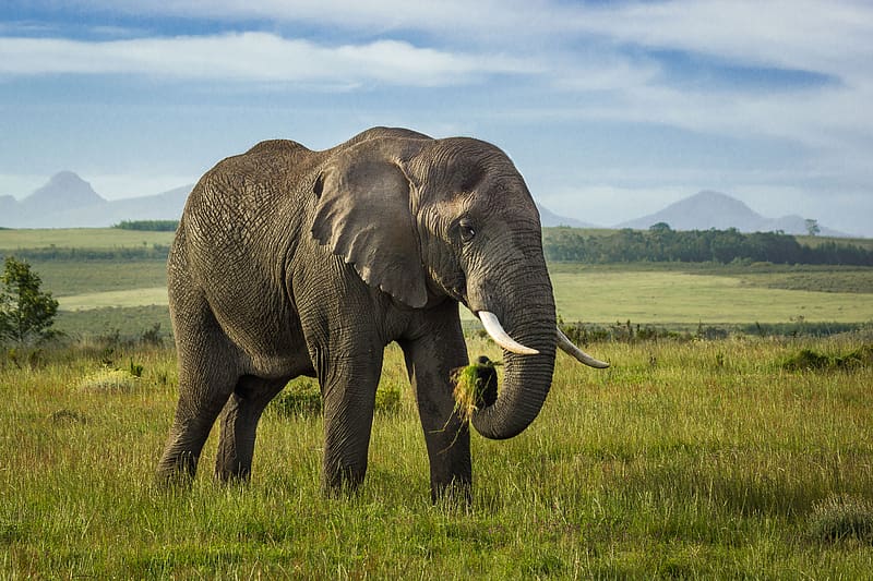 elephant, tusks, animal, wildlife, grass, HD wallpaper