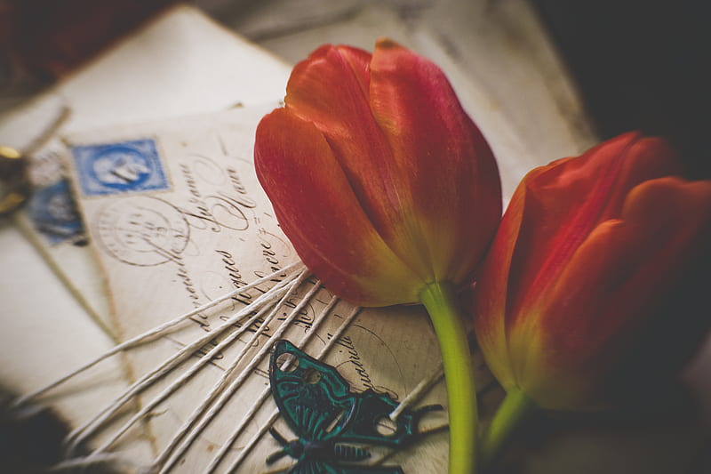 tulips, flowers, letters, envelopes, aesthetics, HD wallpaper