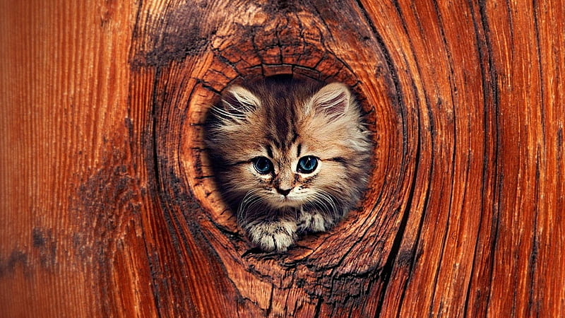 Peeking Out, hole, cat, hollow tree, peeking, tree, trunk, kitten, tree trunk, wood, HD wallpaper
