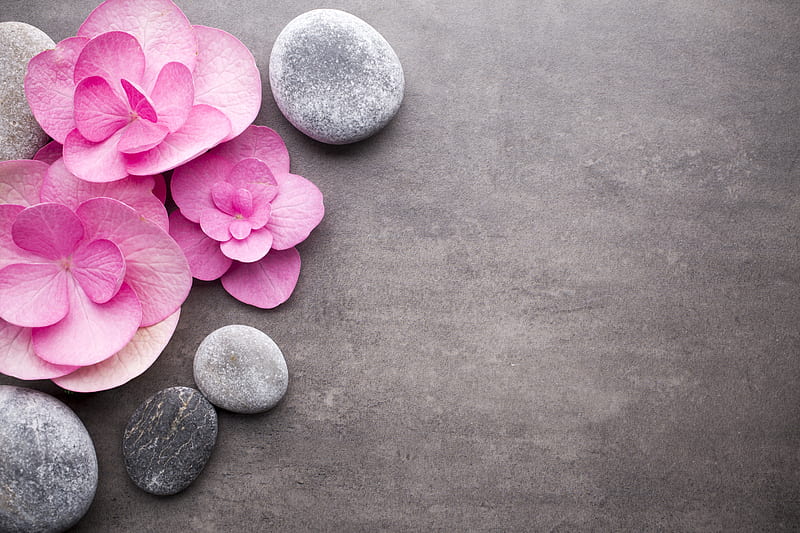 Flower, gris, pink, relax, spa, stone, stones, zen, HD wallpaper