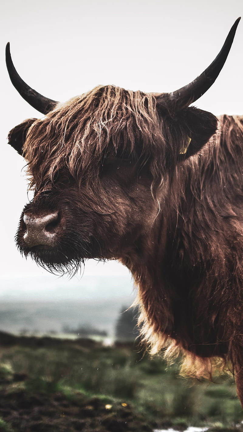 Highland Cattle Phone Wallpaper  Mobile Abyss