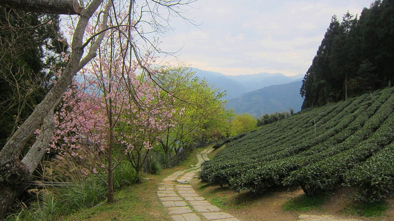 Beautiful scenery, bonito, Tea plantation, scenery, cherry tree, HD wallpaper