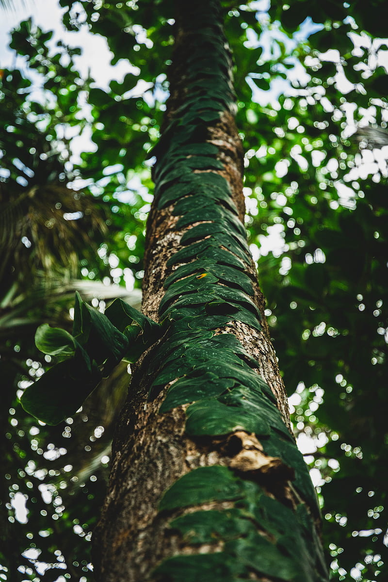tree, trunk, leaves, plant, HD phone wallpaper