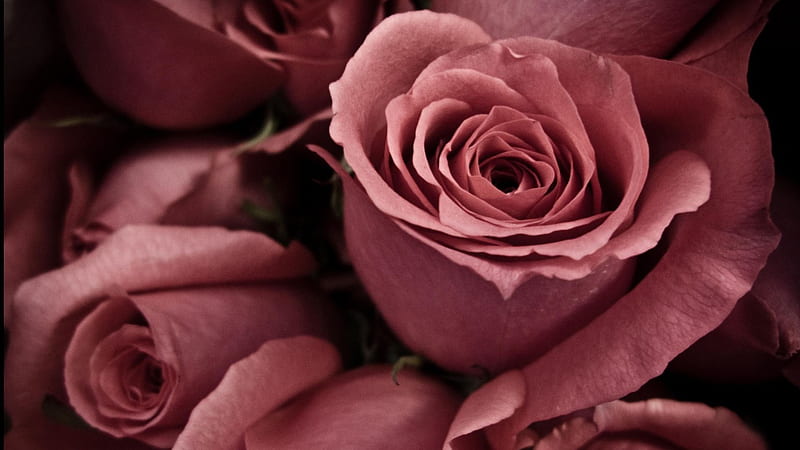 Roses, amazing, present, rose, colors, black, bonito, delicate, nice, cool, love, awesome, flowers, passion, tribute, pink, HD wallpaper
