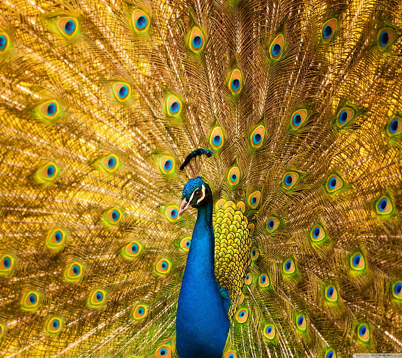 HD peacock nature wallpapers | Peakpx