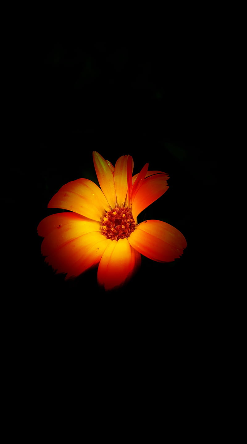 Flower, background, black, HD phone wallpaper Flower, background, black, HD phone wallpaper