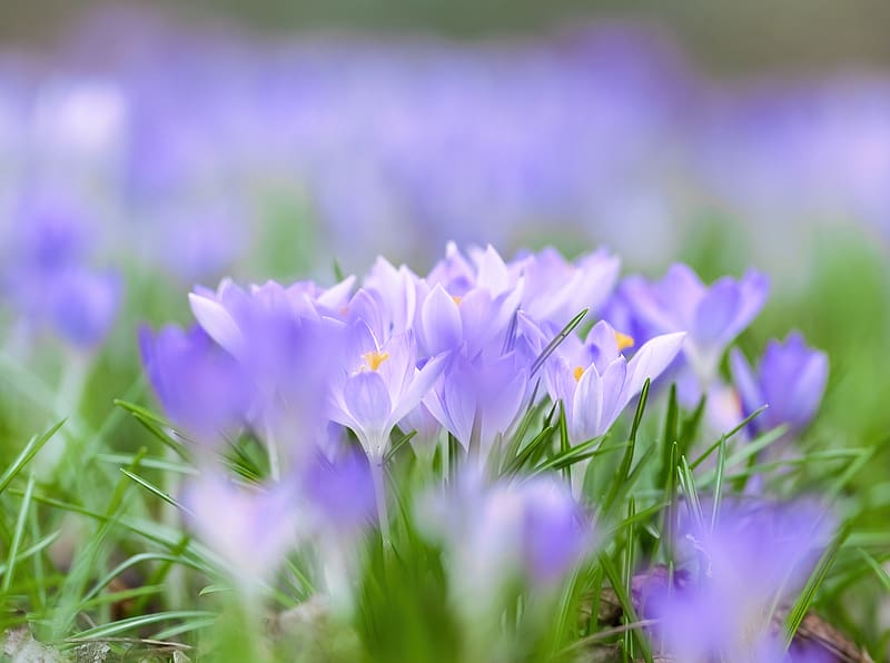 saffron, flowers, buds, spring, grass, HD wallpaper