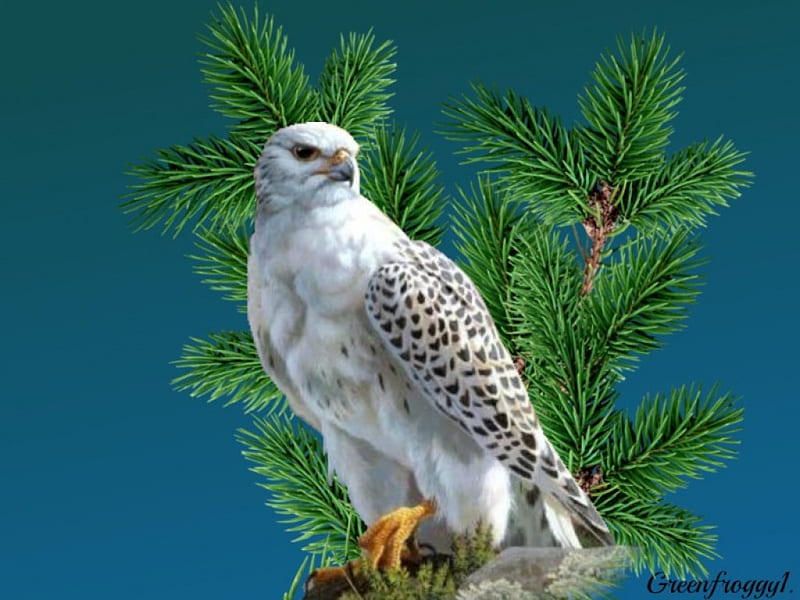 WHITE EAGLE, BIRD, EAGLE, NATURE, WHITE, HD wallpaper