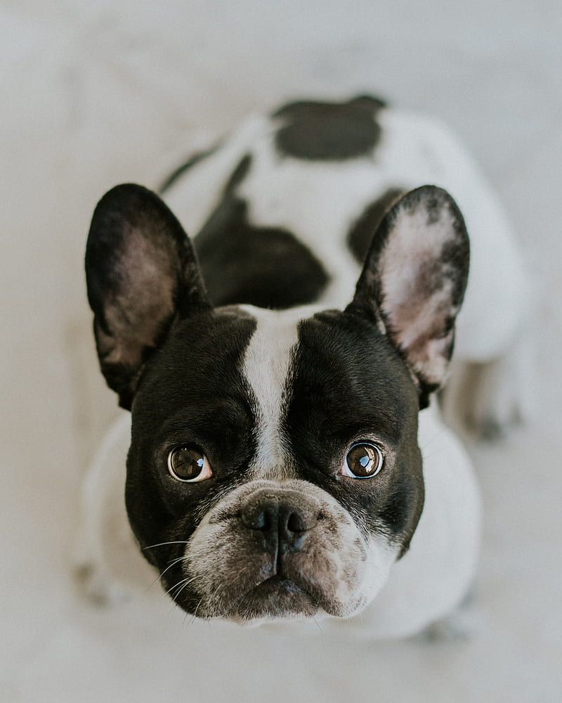 adult Boston terrier sitting on white surface, HD phone wallpaper