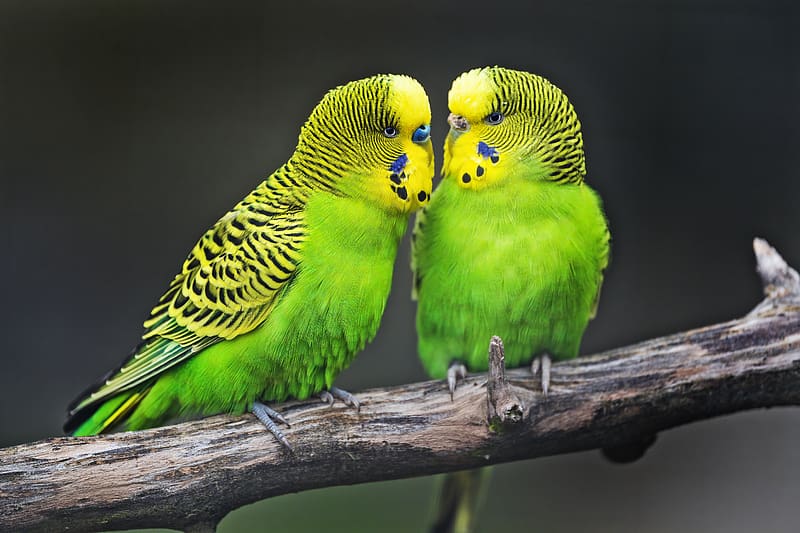 Budgies, parrots, bird, couple, HD wallpaper | Peakpx