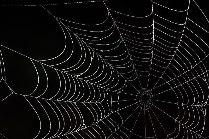 Cobweb, darkness, macro, black, HD wallpaper | Peakpx