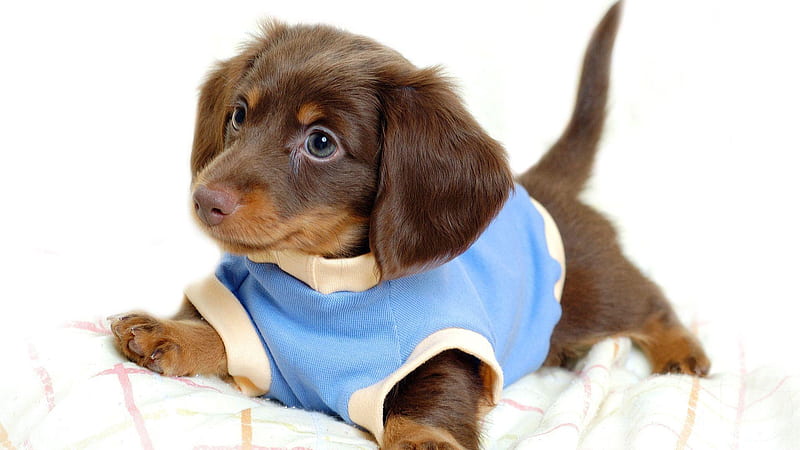 Cute Wiener Brown Puppy Is Wearing Blue Dress Lying Down On White Towel Animals, HD wallpaper