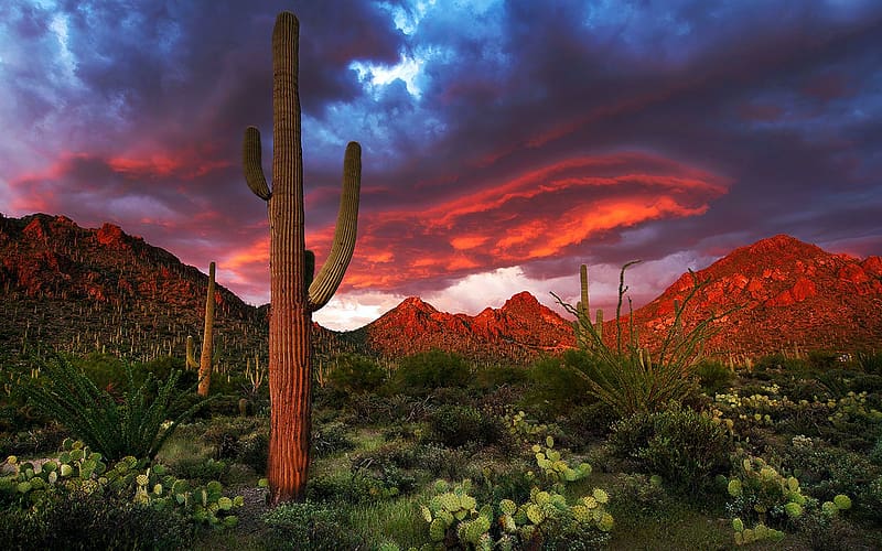 Desert Glory in Arizona, plants, colors, clouds, mountains, cactus, usa, sunset, HD wallpaper