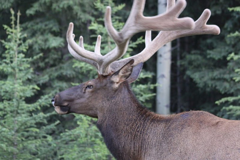 Elk into the wild, graphy, green, elk, beige, trees, horns, HD wallpaper