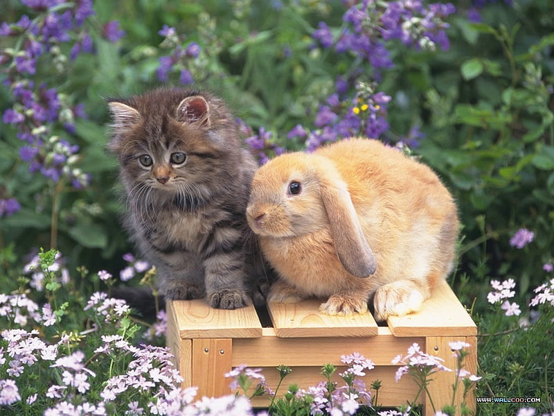 little buddies for caramelie, grey tiger, lovely, flowers garden, sittings, kitty, yellow bunny, HD wallpaper