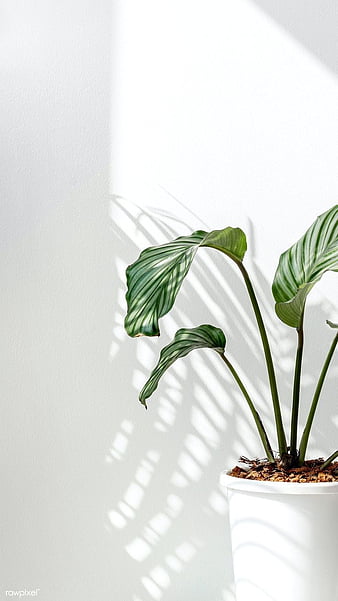 Plants Aesthetic Wallpaper Images  Free Download on Freepik