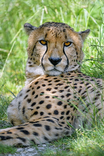 cheetah, predator, glance, big cat, spots, HD mobile wallpaper