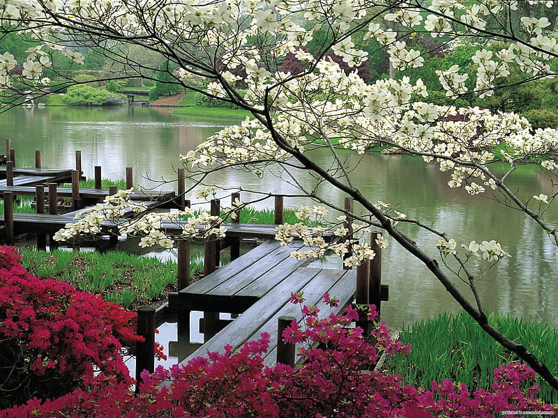 Japanese Garden, japanese, flowers, blossoms, garden, greens, lake, HD wallpaper