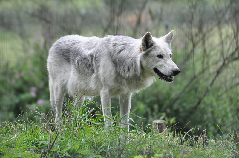 Gray Wolf, cunning, predator, bonito, majestic, hunter, canine, HD wallpaper