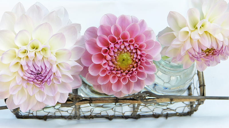 Dahlia, Pink, Vase, Blossoms, White, Flowers, HD wallpaper