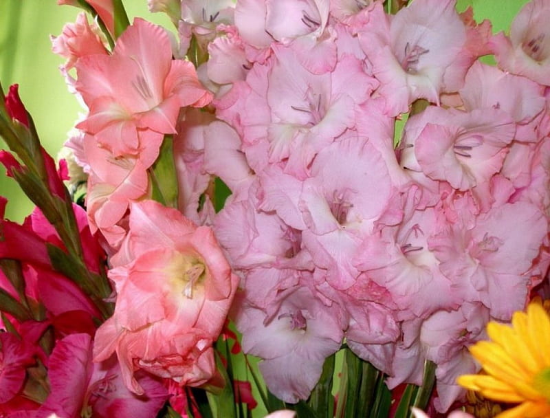 Gladiolus, beauty, flowers, nature, HD wallpaper