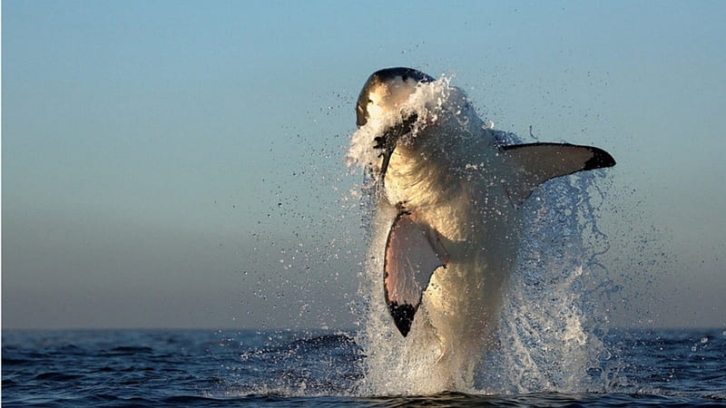 jumping shark, seal, predators, water, great white, jumping, sharks, splashes, HD wallpaper