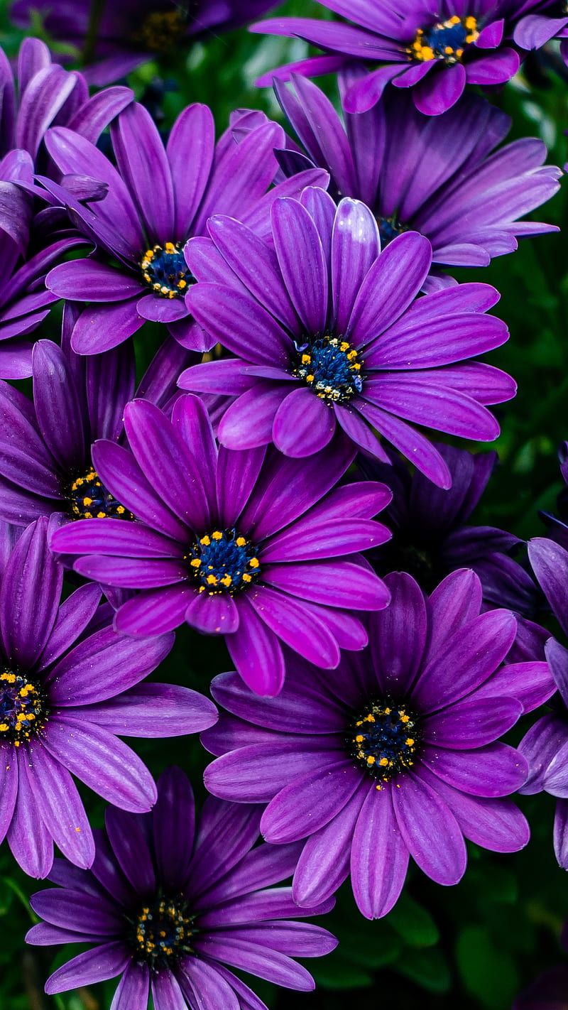 Purple Flowers, blossom, flower, HD phone wallpaper | Peakpx