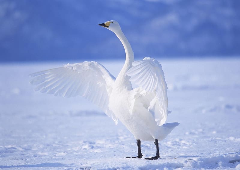 Birds, Animal, Tundra Swan, HD wallpaper | Peakpx