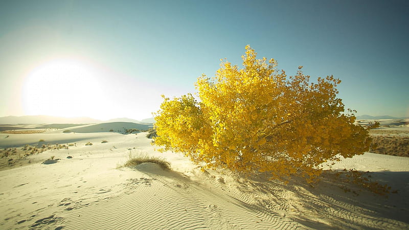 Sandy Deserts, sandy, sun, tree, deserts, bush, yellow, nature, dune, HD wallpaper