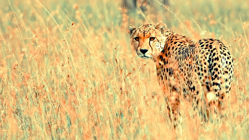 cheetah, field, plants, big cats, wildlife, predator, Animal, HD wallpaper