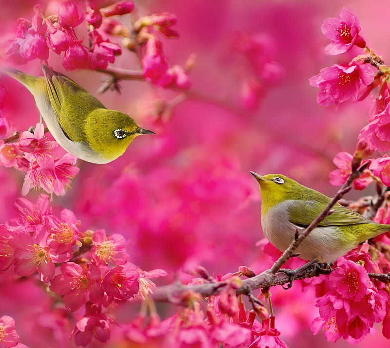 roz, ptaki, HD wallpaper