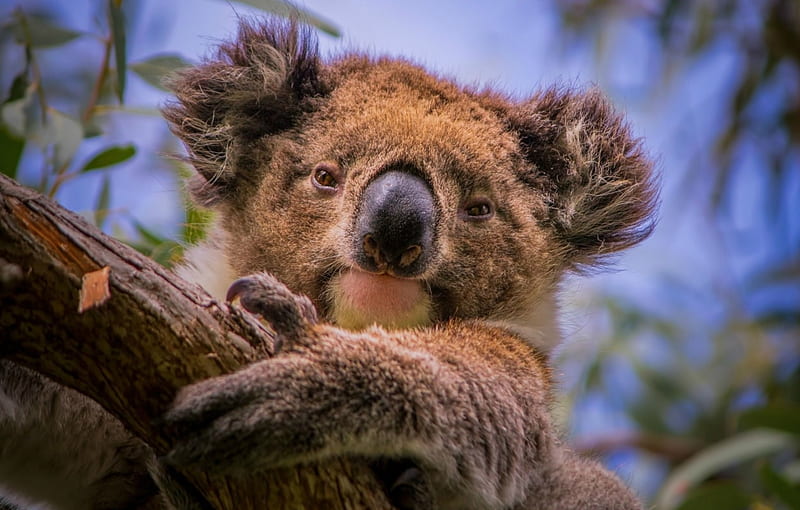 Teddy bear koala, paw, Teddy bear, tree, koala, HD wallpaper