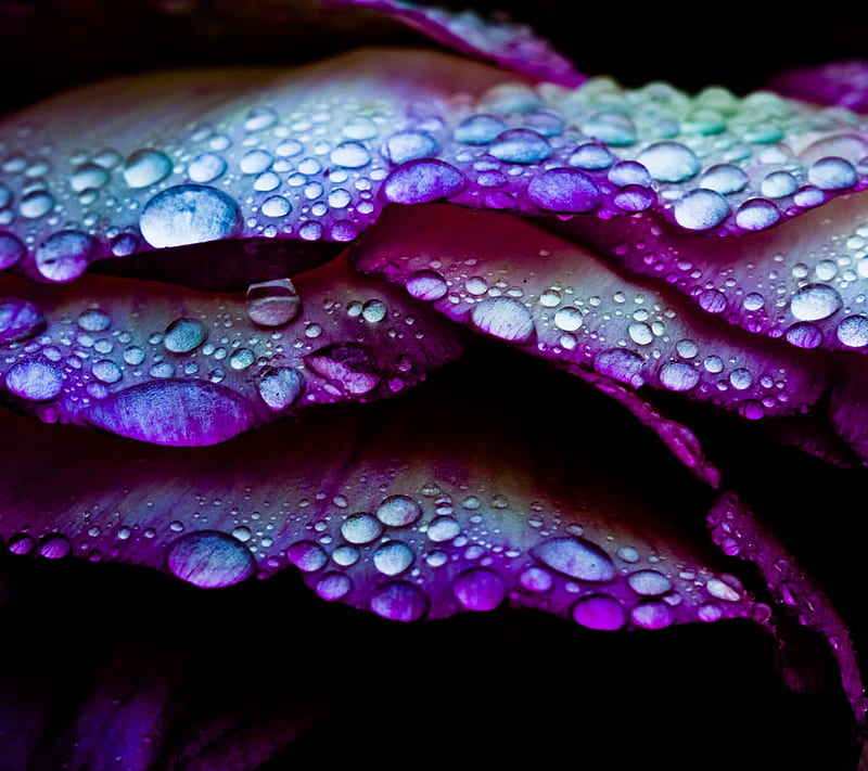 Rose Petal Dew Drops Flower Macro Petals Purple Water Hd