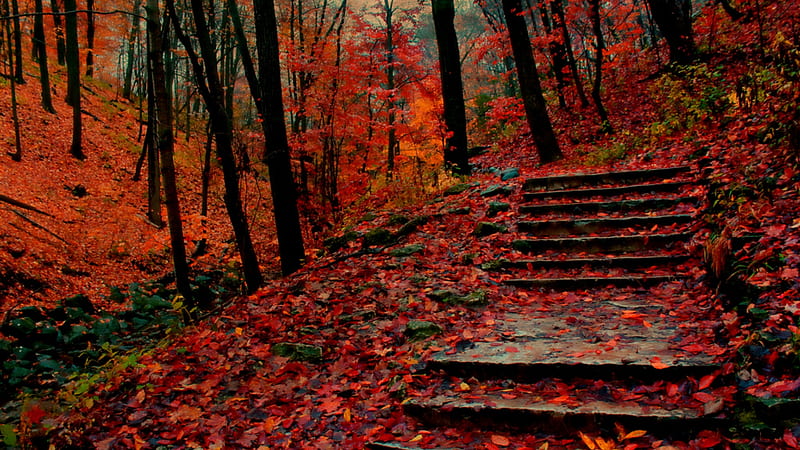 Leafs of red, red, nature, steps, forrest, HD wallpaper | Peakpx