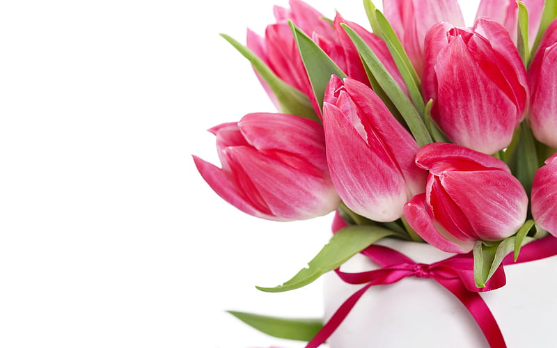 pink tulips, spring flowers, bouquet of pink flowers, tulips on a white background, HD wallpaper