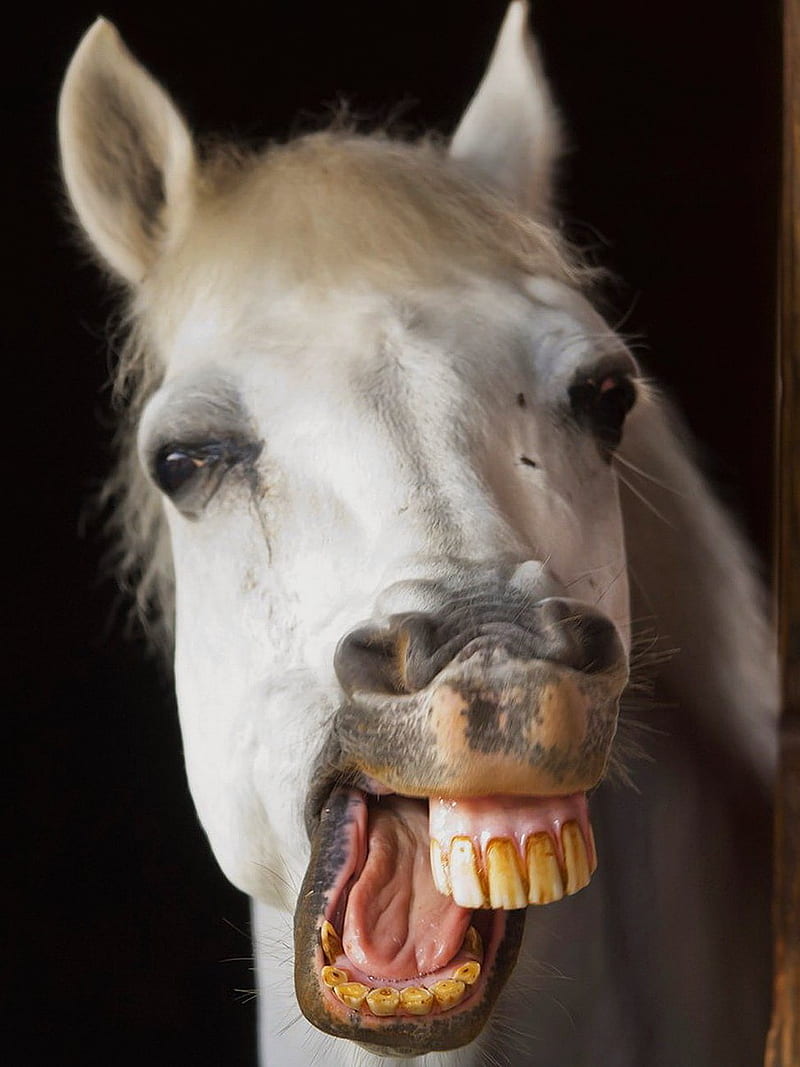 Horse smile, animals, funny horse, horses, humor, portrait, white, HD phone wallpaper