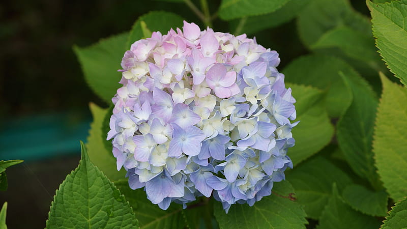 Hydrangea, Purple, Lilac, Hydrangeaceae, 3840x2160, Pink, Hydrangea macrophylla, flowers, Azisai, Blue, Flower, HD wallpaper