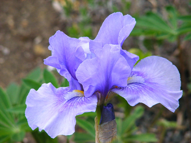 Blue Iris., flowers, blue, HD wallpaper | Peakpx