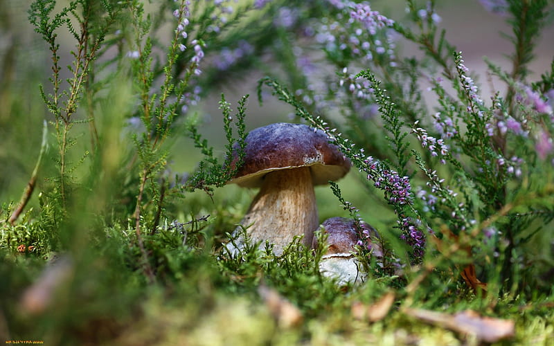 Mushrooms in Heather, heather, boletus, nature, mushrooms, HD wallpaper