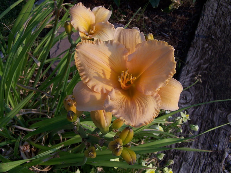 Orange Sherbet Daylily, Drought Tolerant, Landscape, Easy Growing, Daylilies, HD wallpaper