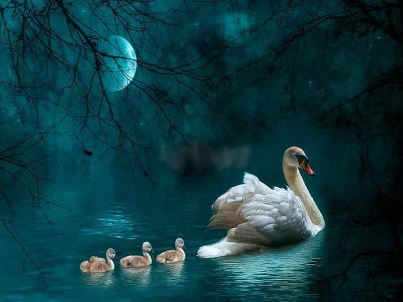 Swans, lake, full moon, night, HD wallpaper