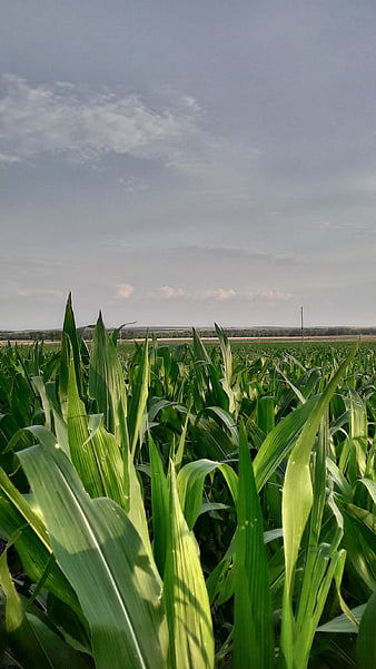 1,000+ Best Corn Photos · 100% Free Download · Pexels Stock Photos
