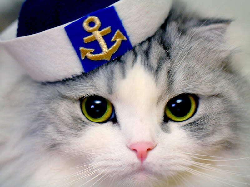 MARINE CAPTAIN, anchor, marine, pose, face, cat, hat, HD wallpaper