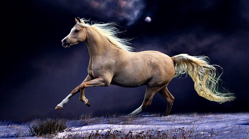 Palomino Galloping F2, equine, bonito, horse, animal, winter, graphy, snow, wide screen, moonlight, HD wallpaper
