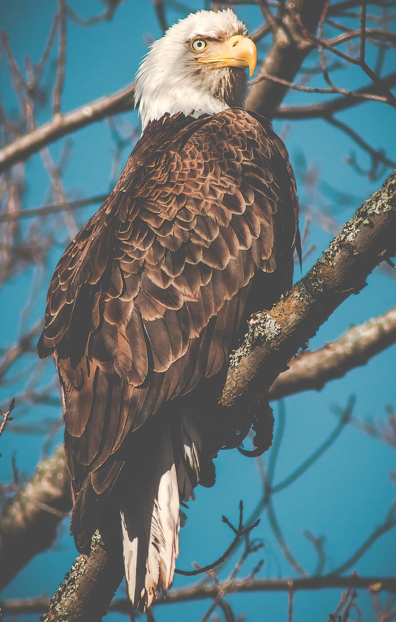 eagle, bird, predator, beak, branch, HD phone wallpaper