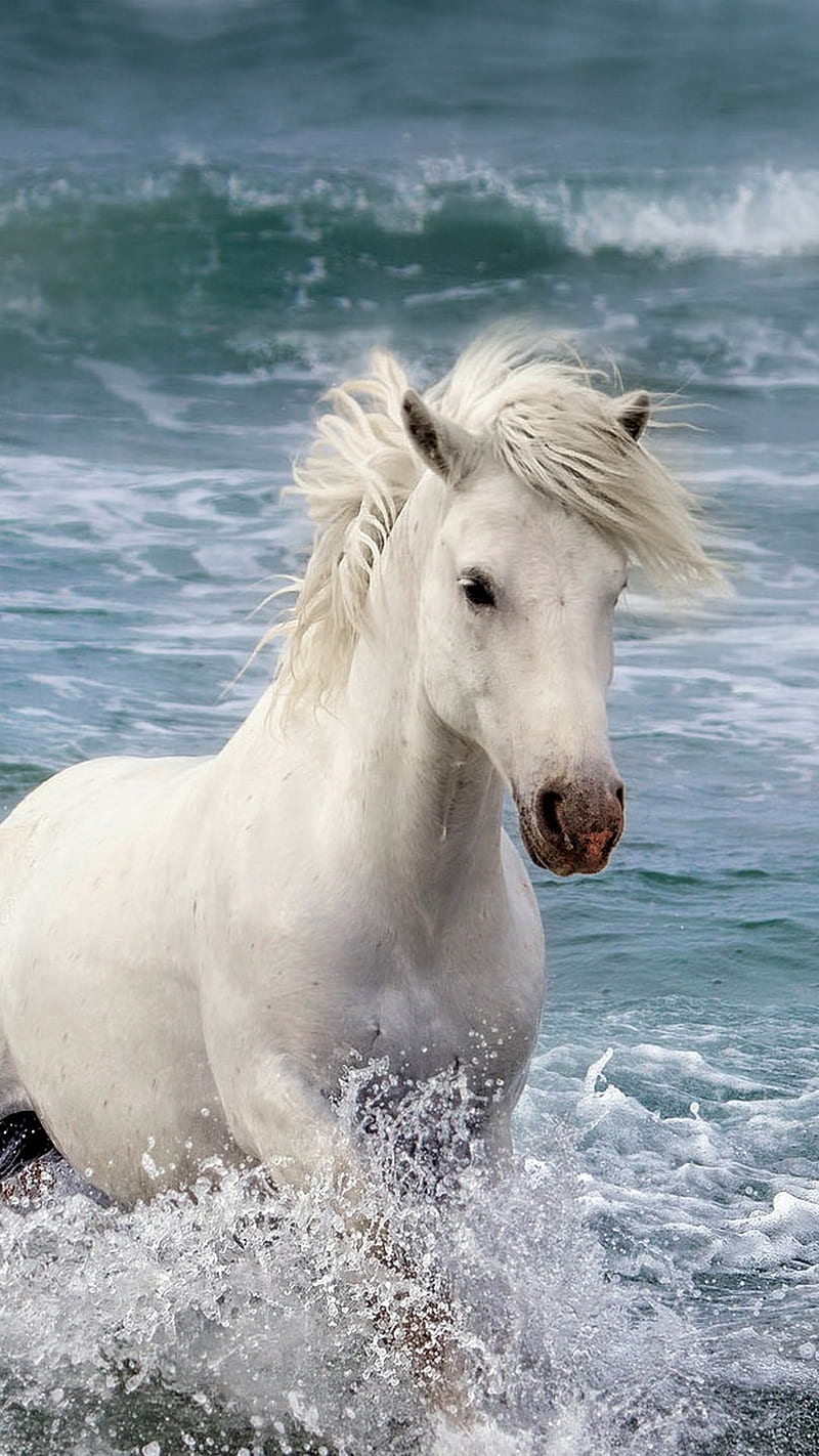 hORSES, horse, unicorn white, HD phone wallpaper