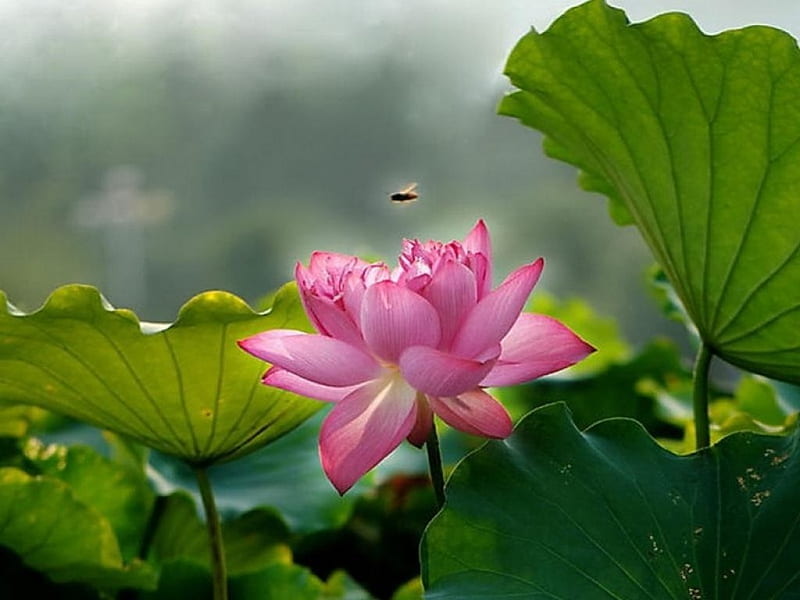 Lotus, pink, lake, lotud, lotus pad, HD wallpaper