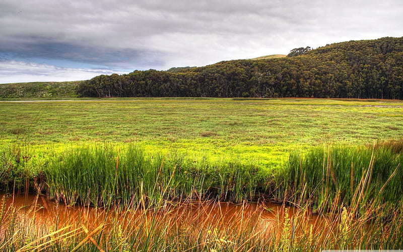 wetland-natural landscape, HD wallpaper